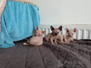 Foto №1. sphynx-katze - zum Verkauf in der Stadt Starnberg | verhandelt | Ankündigung № 32650