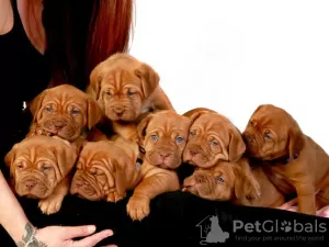 Foto №2 zu Ankündigung № 127490 zu verkaufen dogue de bordeaux - einkaufen Deutschland quotient 	ankündigung