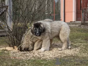 Zusätzliche Fotos: Kaukasischer Schäferhund