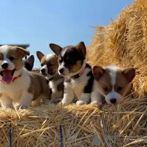 Foto №1. welsh corgi - zum Verkauf in der Stadt Chicago | 425€ | Ankündigung № 129524