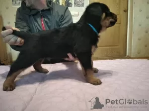 Foto №4. Ich werde verkaufen rottweiler in der Stadt Новая Каховка. quotient 	ankündigung - preis - 201€