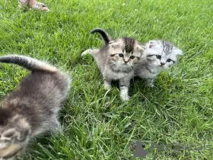 Zusätzliche Fotos: Schottische Kätzchen Scottish Fold und Scottish Straight