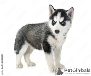 Foto №1. siberian husky - zum Verkauf in der Stadt Melton | 319€ | Ankündigung № 129415