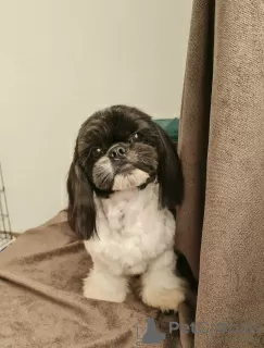 Zusätzliche Fotos: Ich verkaufe Shih Tzu Welpen mit FCI-Dokumenten