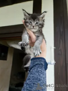 Foto №2 zu Ankündigung № 125704 zu verkaufen maine-coon-katze - einkaufen Deutschland quotient 	ankündigung