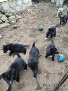 Foto №3. Cute little teddy bear mix puppies for adoption. Deutschland