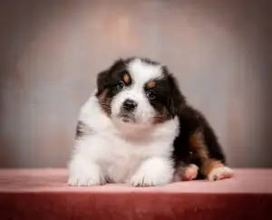 Zusätzliche Fotos: Welpen des Australian Shepherd (Aussie) zu verkaufen