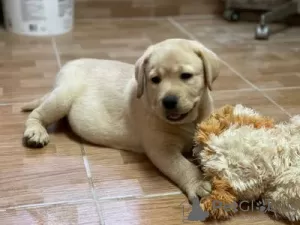 Foto №2 zu Ankündigung № 126879 zu verkaufen labrador retriever - einkaufen Portugal 