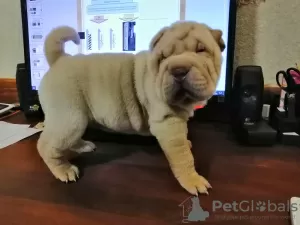 Foto №4. Ich werde verkaufen shar-pei in der Stadt Zaporizhia. züchter - preis - 346€