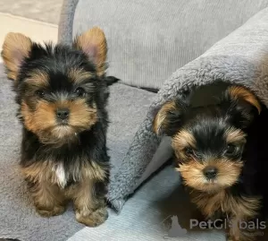 Foto №2 zu Ankündigung № 125804 zu verkaufen yorkshire terrier - einkaufen Schweden 