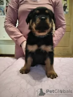 Foto №3. Verkauf von Rottweiler-Welpen mit Stammbaum KSU von Stammbaum-Eltern. Ukraine