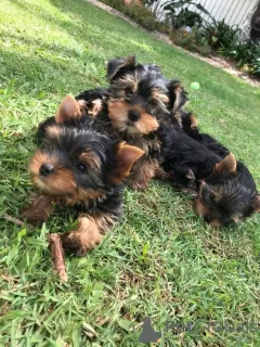 Foto №2 zu Ankündigung № 129625 zu verkaufen yorkshire terrier - einkaufen Deutschland 