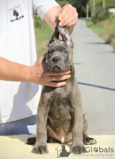 Zusätzliche Fotos: Cane Corso Welpen zu verkaufen