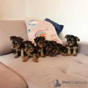 Foto №1. yorkshire terrier - zum Verkauf in der Stadt Regensburg | 100€ | Ankündigung № 129400