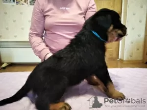 Foto №2 zu Ankündigung № 10251 zu verkaufen rottweiler - einkaufen Ukraine quotient 	ankündigung