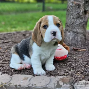 Foto №1. beagle - zum Verkauf in der Stadt Bremen | 531€ | Ankündigung № 128330