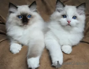 Foto №2 zu Ankündigung № 50381 zu verkaufen ragdoll-katze - einkaufen Australien quotient 	ankündigung