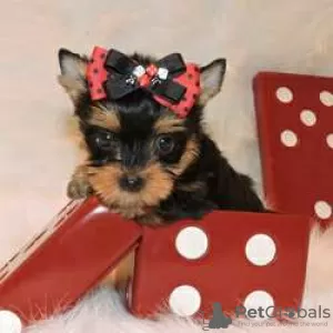 Foto №2 zu Ankündigung № 128412 zu verkaufen yorkshire terrier - einkaufen Finnland züchter