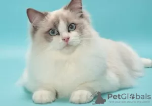 Foto №1. ragdoll-katze - zum Verkauf in der Stadt Puurs-Sint-Amands | Frei | Ankündigung № 128218