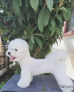 Foto №1. bichon frisé - zum Verkauf in der Stadt Bar | 950€ | Ankündigung № 48021