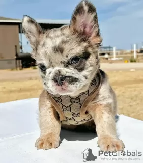 Foto №1. französische bulldogge - zum Verkauf in der Stadt Valladolid | 400€ | Ankündigung № 126709