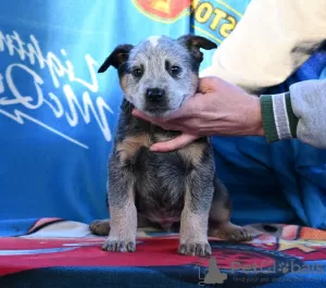 Zusätzliche Fotos: Australian Cattle Dog Welpen