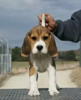 Foto №1. beagle - zum Verkauf in der Stadt Lisbon | verhandelt | Ankündigung № 126886