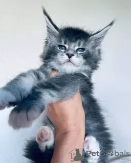 Foto №1. maine-coon-katze - zum Verkauf in der Stadt Queensferry | 400€ | Ankündigung № 125719