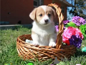 Foto №1. welsh corgi - zum Verkauf in der Stadt Bennäs | Frei | Ankündigung № 127896