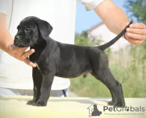 Zusätzliche Fotos: Cane Corso Welpen zu verkaufen