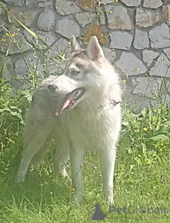 Foto №1. siberian husky - zum Verkauf in der Stadt Woronesch | 571€ | Ankündigung № 11610