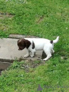 Foto №2 zu Ankündigung № 129505 zu verkaufen english springer spaniel - einkaufen Niederlande 