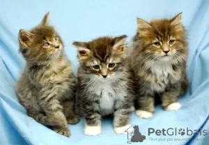 Foto №2 zu Ankündigung № 129256 zu verkaufen maine-coon-katze - einkaufen Schweiz züchter