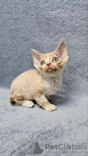 Foto №1. devon rex - zum Verkauf in der Stadt Дрезден | 350€ | Ankündigung № 128579