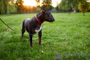 Zusätzliche Fotos: Verkauf von Standard-Bullterrier-Welpen