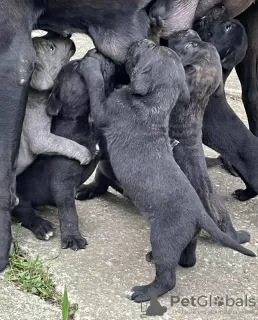 Foto №1. cane corso italiano - zum Verkauf in der Stadt Smederevska Palanka | verhandelt | Ankündigung № 53637