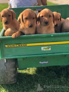 Foto №1. labrador retriever - zum Verkauf in der Stadt Holstebro | 473€ | Ankündigung № 125657