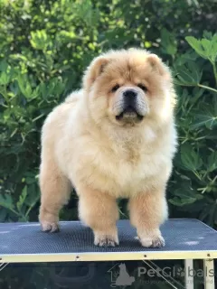 Foto №3. Chow-Chow, wunderschöne Welpen. Serbien