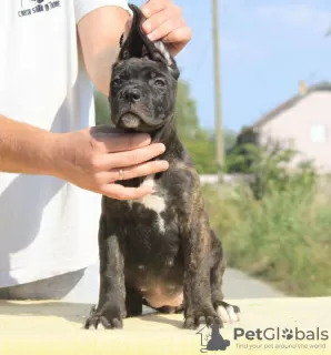 Foto №2 zu Ankündigung № 71633 zu verkaufen cane corso italiano - einkaufen Serbien züchter