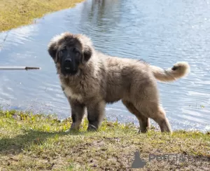 Foto №3. Kaukasischer Schäferhund. Lettland