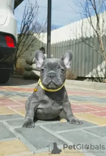 Foto №3. Der Gesundheitszustand des Frenchie-Welpen wurde überprüft. Bereit zu gehen.. Zypern