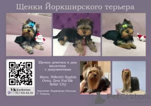 Foto №1. yorkshire terrier - zum Verkauf in der Stadt Surgut | verhandelt | Ankündigung № 34271