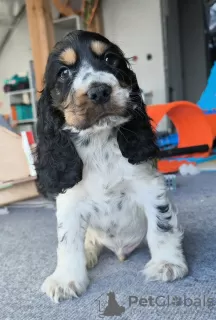 Foto №1. english cocker spaniel - zum Verkauf in der Stadt Żelazna | 600€ | Ankündigung № 129125