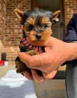 Foto №1. yorkshire terrier - zum Verkauf in der Stadt Huntsville | verhandelt | Ankündigung № 127880