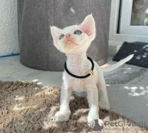 Foto №2 zu Ankündigung № 128267 zu verkaufen devon rex - einkaufen Deutschland quotient 	ankündigung, züchter