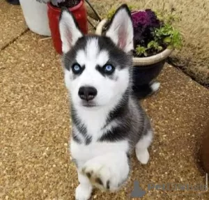 Foto №1. siberian husky - zum Verkauf in der Stadt Carouge | Frei | Ankündigung № 129167