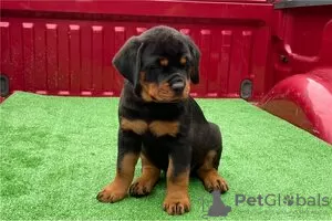 Foto №3. Rottweiler-Welpen zu verkaufen. Deutschland