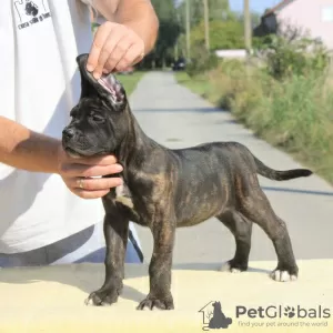 Foto №3. Cane Corso Welpen zu verkaufen. Serbien