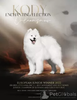 Zusätzliche Fotos: Lovely Snow Diamonds Samoyed Kennel (HU)