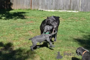 Foto №2 zu Ankündigung № 129527 zu verkaufen cane corso italiano - einkaufen USA quotient 	ankündigung